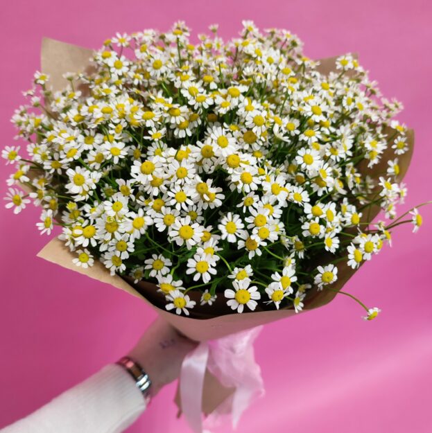 Ромашки Матрикария 19