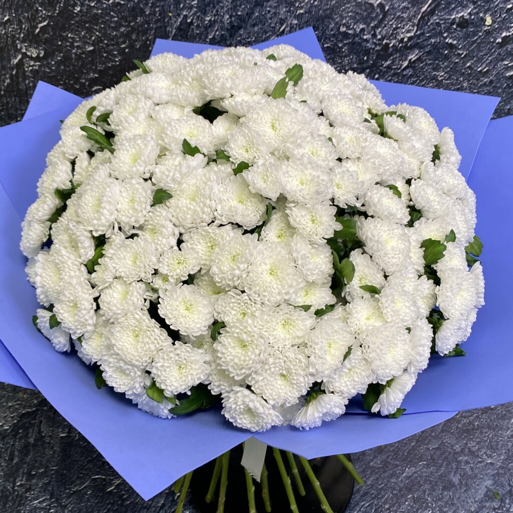 Хризантемы ромашки сантини