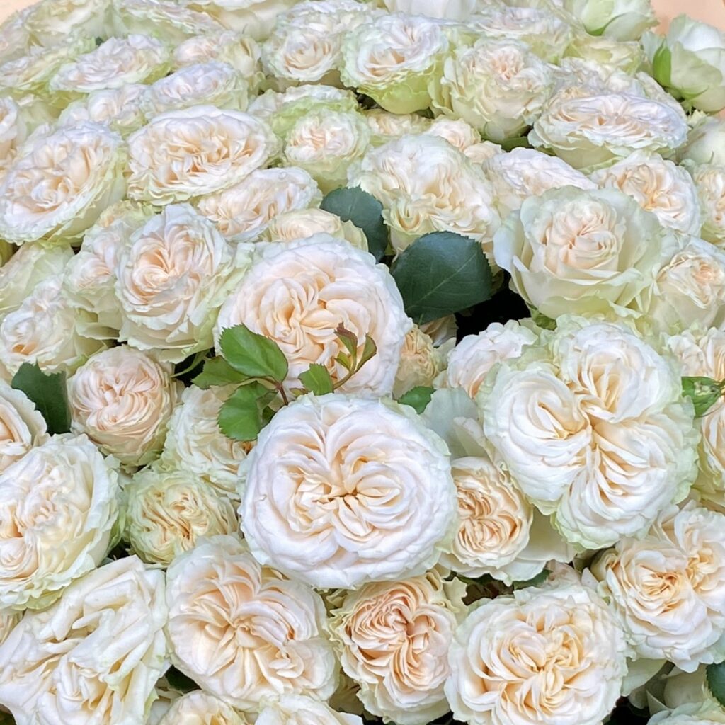 Букет кремовых кустовых роз, 60см